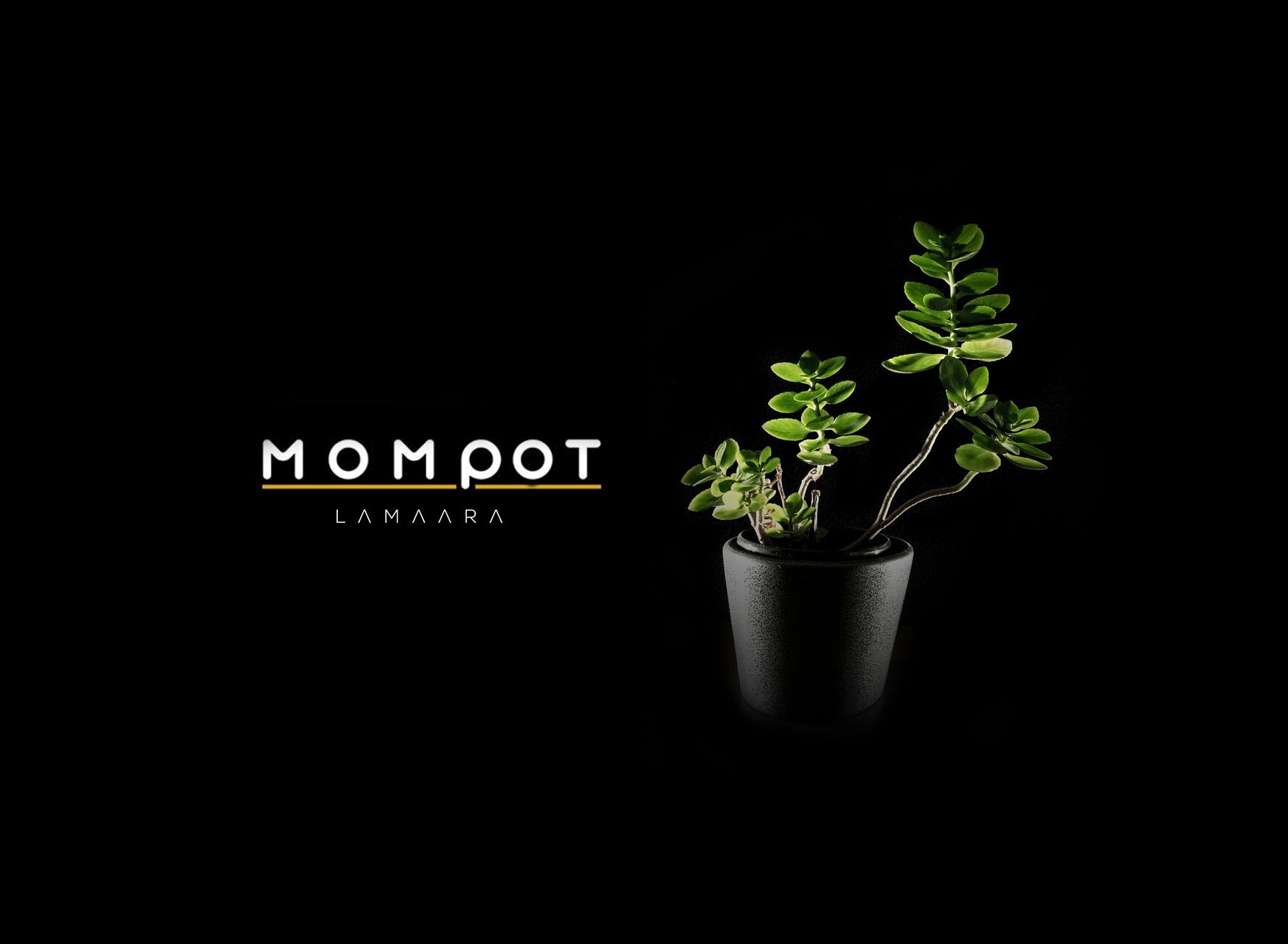 mompot-black